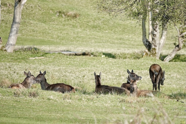 red deer